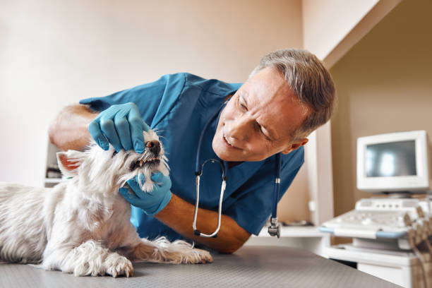 Best Emergency Dental Care for Sports Injuries in Gibsonia, PA